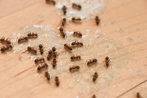 Wasp Removal Services in Fruita, CO